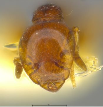 Media type: image;   Entomology 34921 Aspect: head frontal view